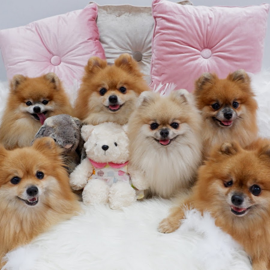 jiffpom puppies for sale