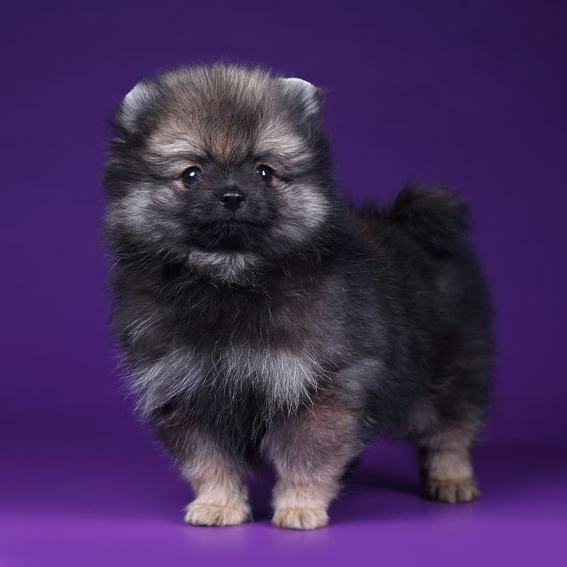 jiffpom puppies for sale